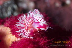 _DSC0692 ok