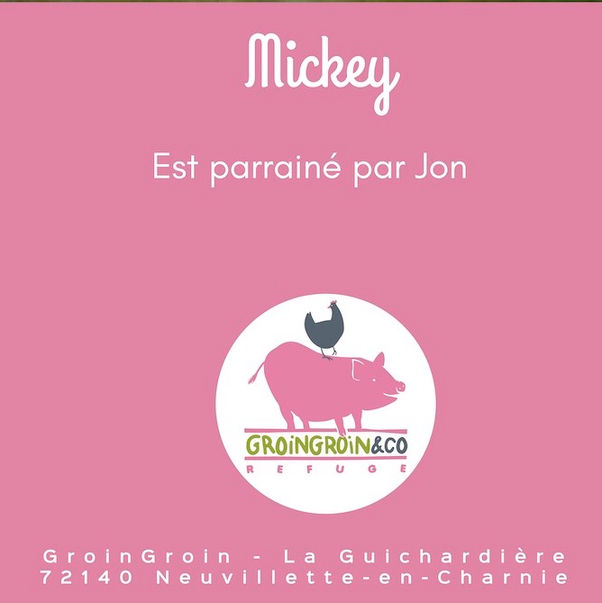 Flat design avec un logo d'un cochon avec l'inscription Groin Groin et l'adresse 72 140 Neuvillette en Charnie