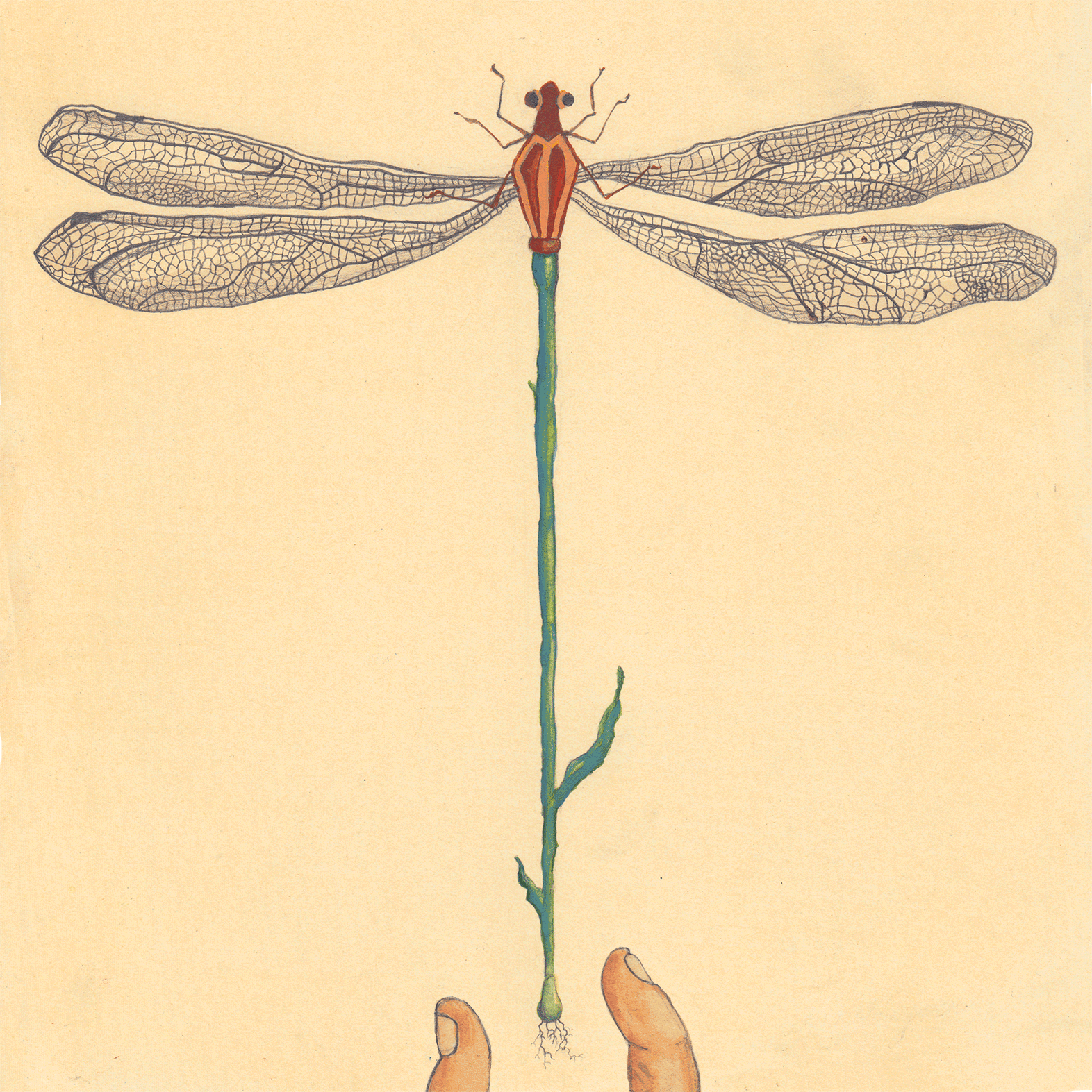 GIF-libellula-pianta.gif