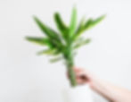 Corn Plant with tall, slender leaves. Not cat-friendly; contains compounds causing gastrointestinal upset.