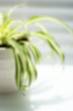 close-up on a spider plant
