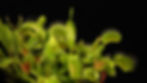 a venus fly trap houseplant