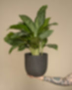 chinese evergreen plant in a grey pot