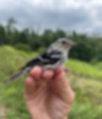 Bird Banding Trip