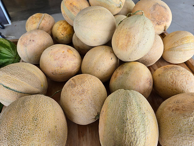Picture of fresh muskmelon