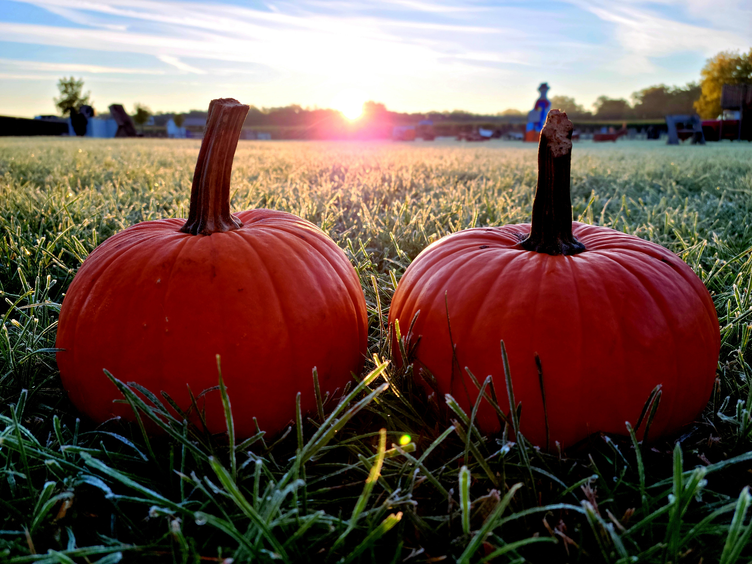 Fall Skelly's Farm Market