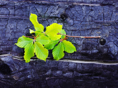 4. Sociological Forest Symposium