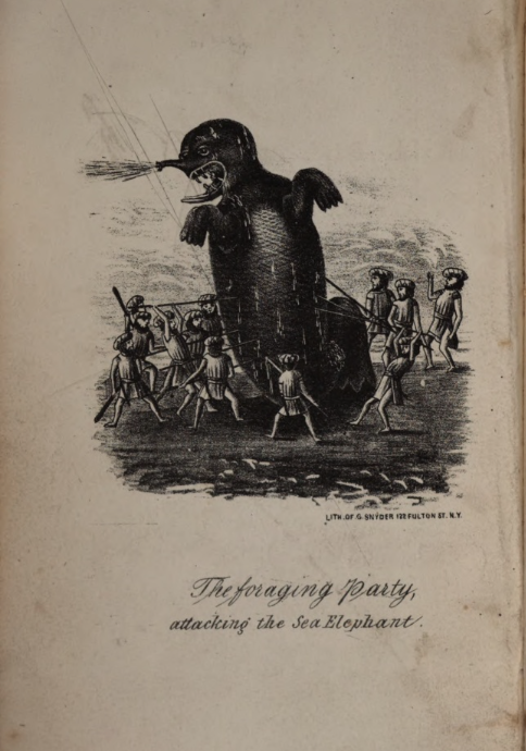 Illustration de la chasse à l'éléphant de mer