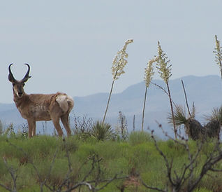 Elk