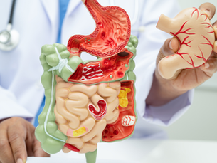 Digestive System