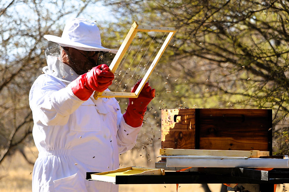 Bee Farming