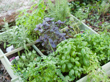 Grow Your Way to Health: Start an Herbal Tea Garden Today!