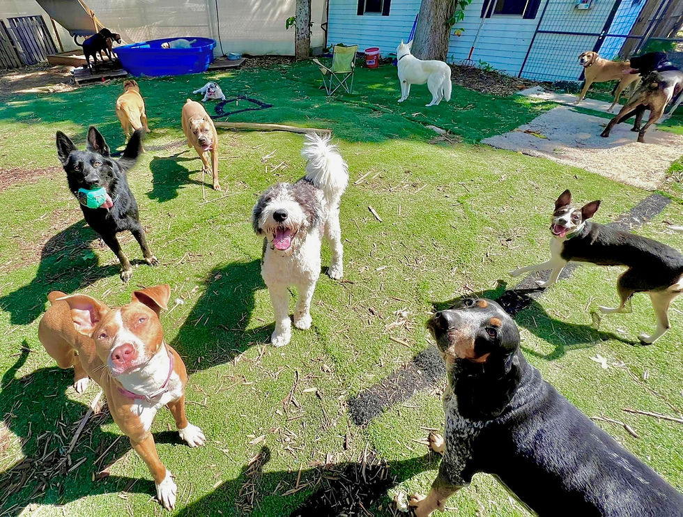 Our Facility The Bed N Barkfest