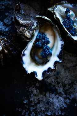 Indigo Oyster