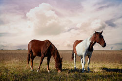 Texas Ranch Horses