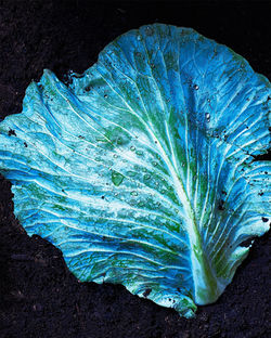 Cabbage Leaf, 2018