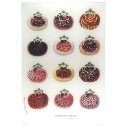 15T Calceolaires Herbes