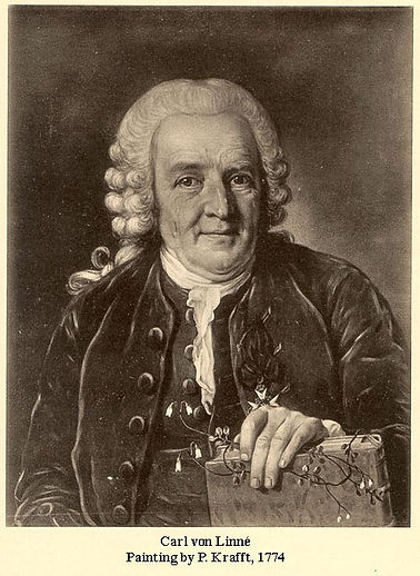linnaeus2en.jpg