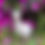 Thumbnail: White emu chick with azaleas in backdrop