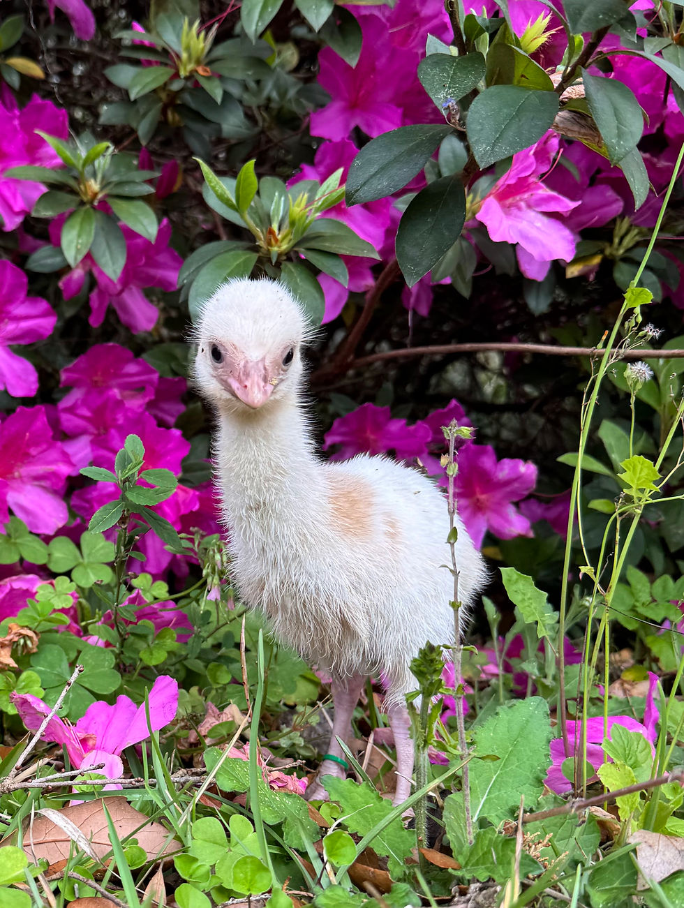White emu chick with azaleas in backdrop