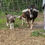 Thumbnail: Chocolate Buck - DOB 3/15/2025