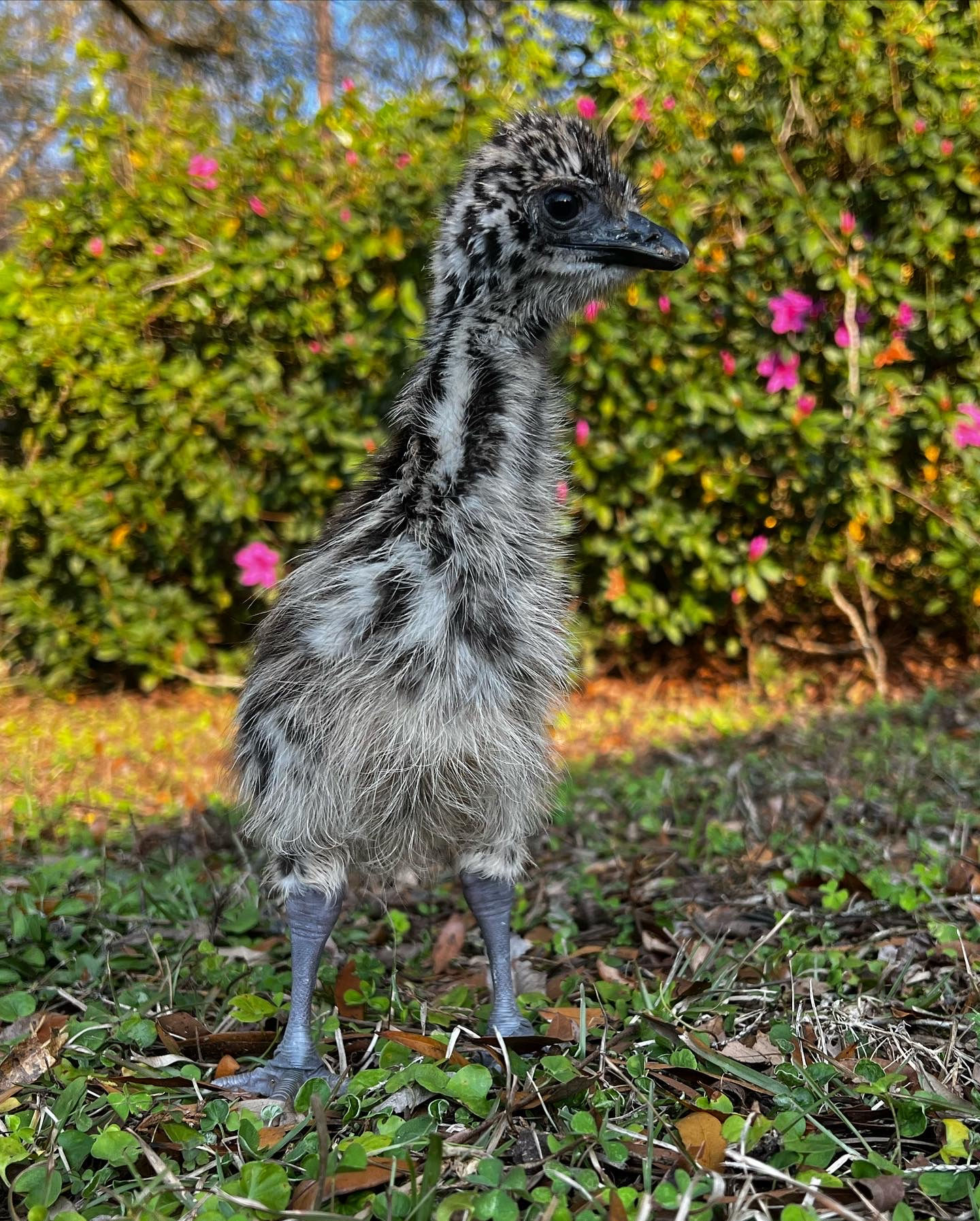 Standard color emu chick
