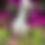 Thumbnail: White emu chick with azaleas in backdrop