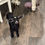 Thumbnail: Black Doe with White Spot - DOB 3/17/2025