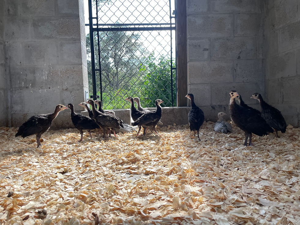 Turkey Poults in Barn