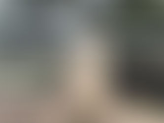 What Do We Feed Our Emus on The Sunrise Hammock?