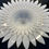 Thumbnail: Winter's Bloom