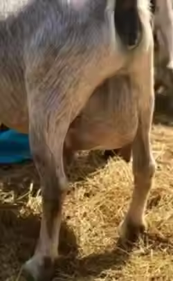 SD The 7 Fields Farm SilverRibbon Udder PC Flat Rock Farm