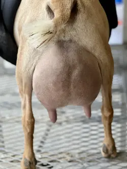 ophelia udder