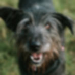 Happy Black Mutt
