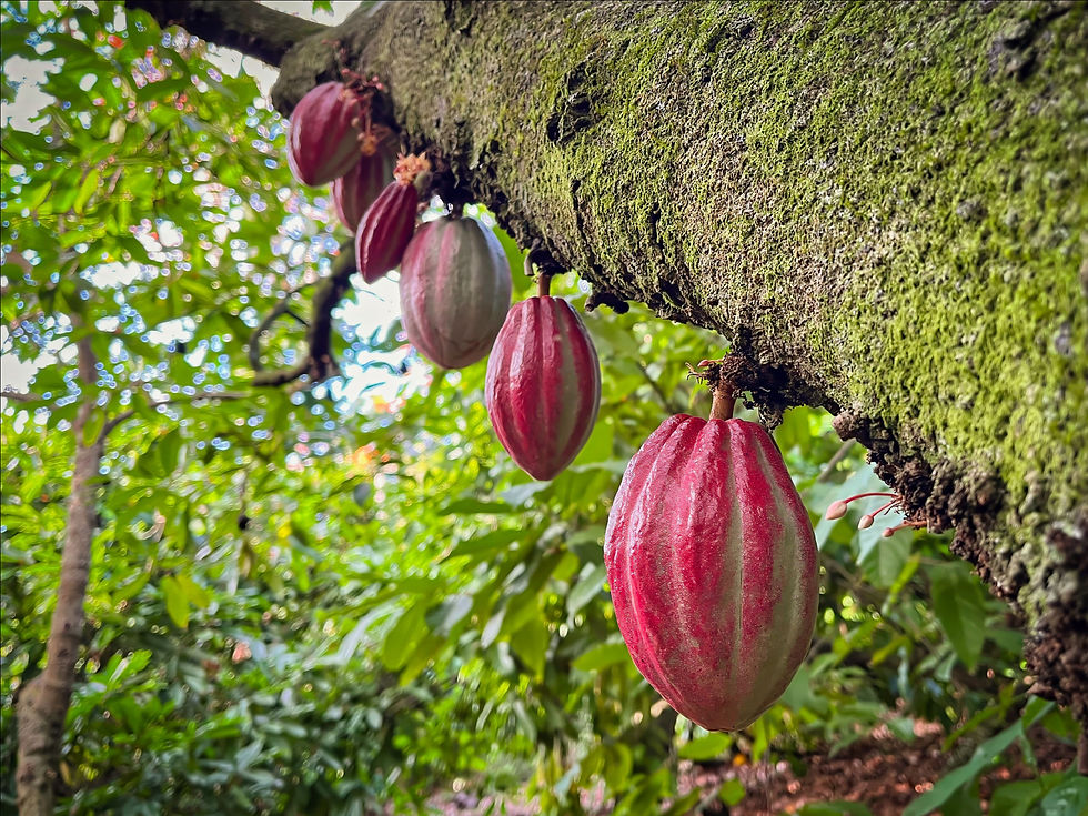 Chocolate Making MasterClass