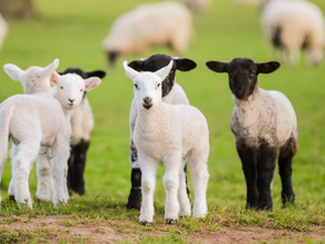 Think You Don’t Walk Near Livestock? Think Again. The New Law You Need to Know