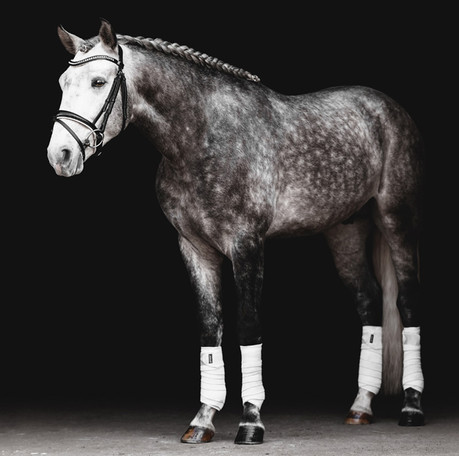 Olympicofallbbg-7 (1).jpg