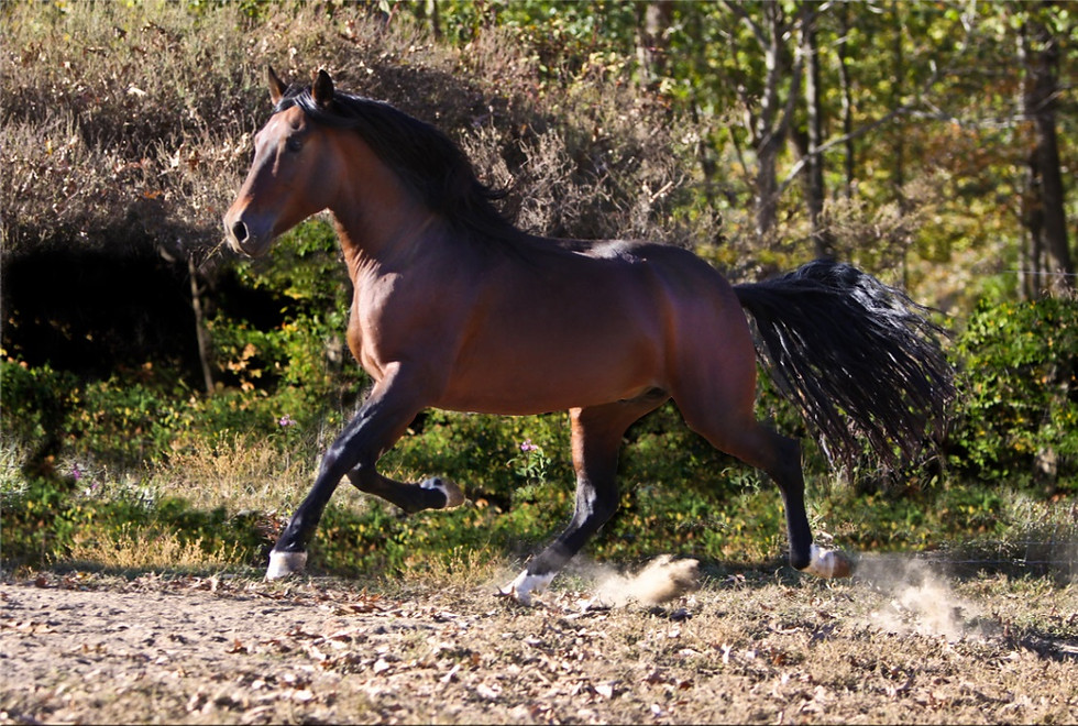 Thumbnail: TEMPLAR at Stud Booking Fee