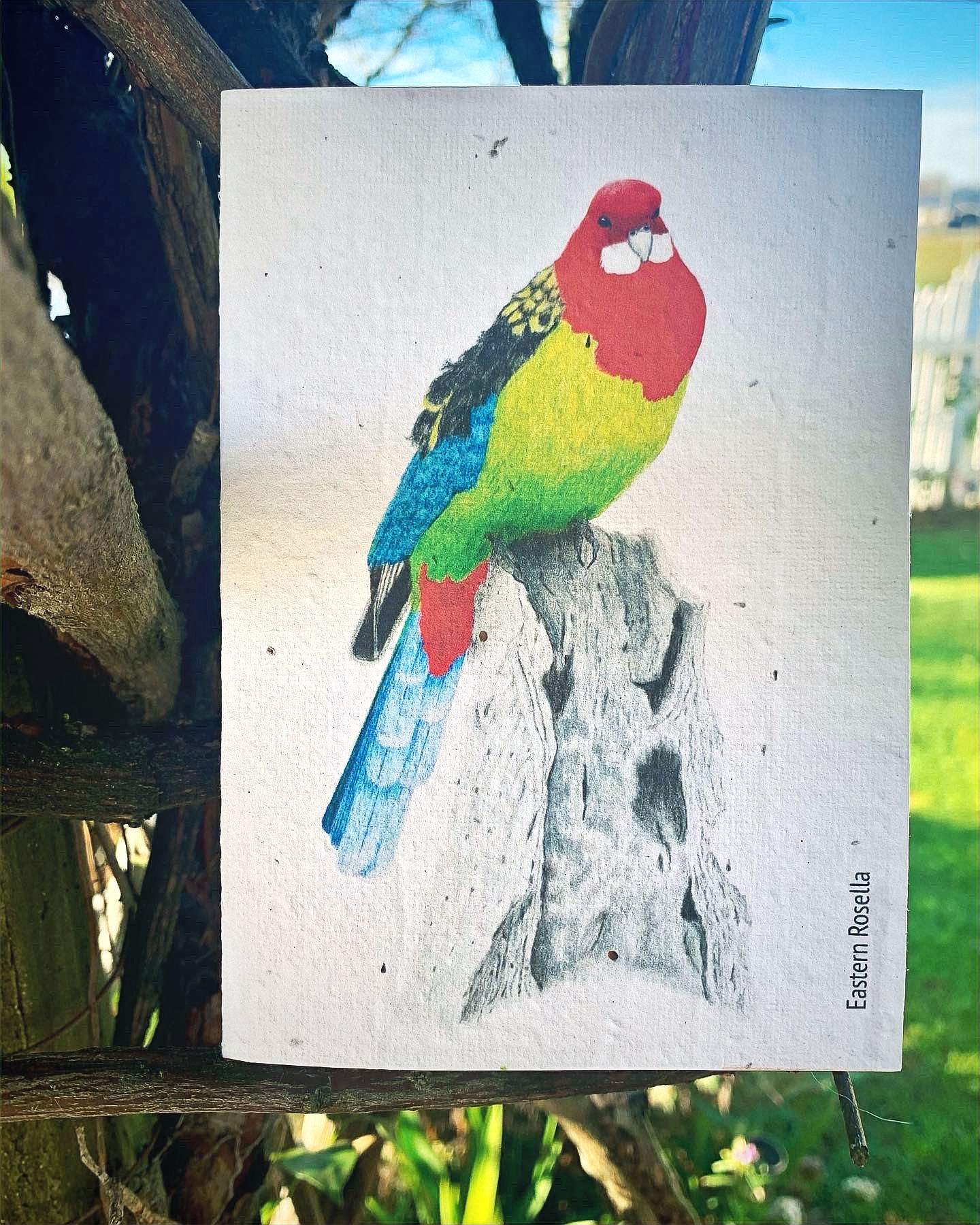 Tasmanian Eastern Rosella Seeded Paper Greeting Card hand illustrated plantable card