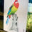 Thumbnail: Side view Tasmanian Eastern Rosella Seeded Paper Greeting Card hand illustrated plantable card