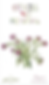 Alyssum pastel carpet seeds