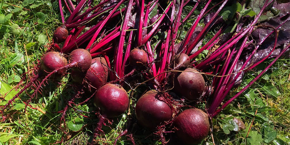 Growing Beets