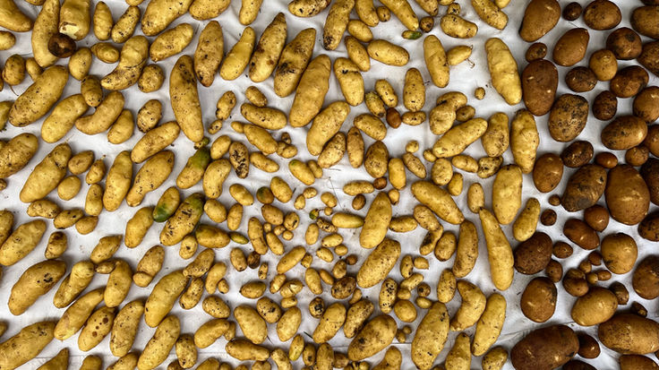 Fingerling & Russet Potatoes