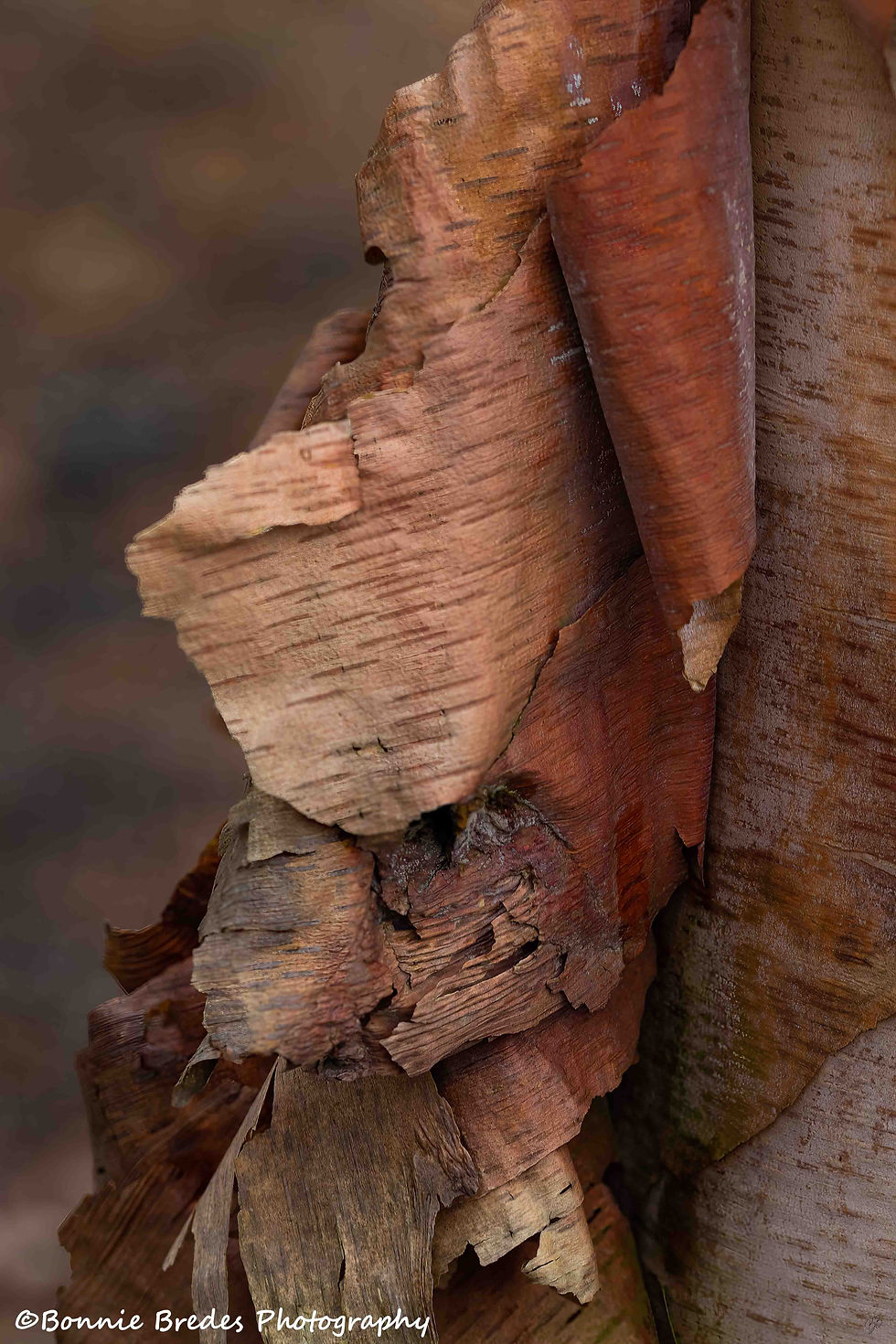 02Bonnie Bredes Peeling Bark Sidewalk Alley sm