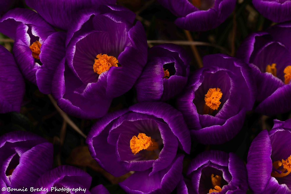 07Bonnie Bredes Purple Crocuses Sidewalk Alley sm (1)