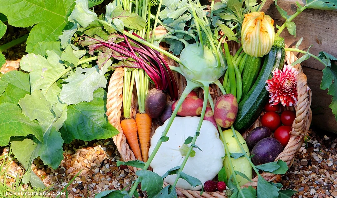 Winter Gardening Series 1