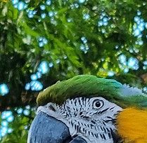 Lokale Flora und Fauna, Aras und Aktivitäten in Basse-Terre
