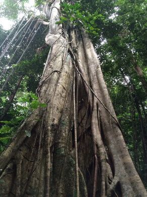 Foret endémique de Guadeloupe