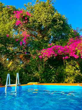 La piscine et son bougainvillier à la location de la villa à Deshaies