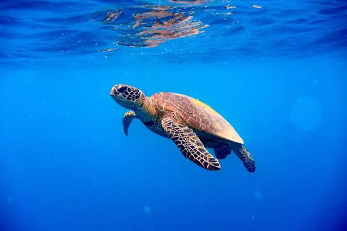 Sea Turtles